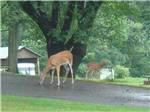 Deer on the road at FOUR SEASONS CAMPGROUNDS - thumbnail