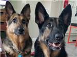 A pair of German shepherds at RED APPLE CAMPGROUND - thumbnail
