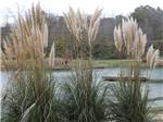 Pampas grass by the lake at HUNTINGTON FOX FIRE KOA - thumbnail