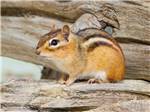 A red squirrel on a tree at SUMMER HOUSE PARK - thumbnail