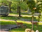 Two deer in the campground at BEAR RUN CAMPGROUND - thumbnail