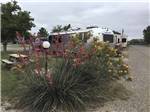 More flowers next to a row of RV sites at FORT STOCKTON RV PARK - thumbnail