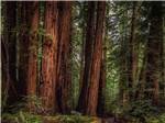 A group of redwood trees nearby at REDWOOD MEADOWS RV RESORT - thumbnail