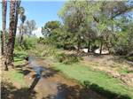 Small creek running along palm trees at RANCHO LOS COCHES RV PARK - thumbnail