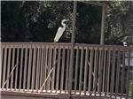 A crane sitting on a wooden bridge at RANCHO LOS COCHES RV PARK - thumbnail
