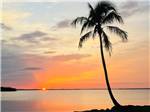 A palm tree on the beach at sunset at CHOKOLOSKEE ISLAND RESORT - thumbnail