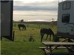 Horses grazing at FLORY'S COTTAGES & CAMPING - thumbnail