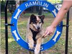 Dog playing on pet obstacle course at RAMBLIN' PINES FAMILY CAMPGROUND & RV PARK - thumbnail