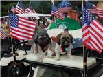 Two cute dogs on a golf cart with USA flags at KING PHILLIPS CAMPGROUND - thumbnail
