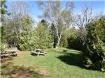 A grassy area with picnic benches at TOBERMORY VILLAGE CAMPGROUND & CABINS - thumbnail