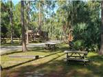 Some RV sites with picnic benches at LION COUNTRY SAFARI KOA - thumbnail