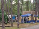 A tent site under trees at LION COUNTRY SAFARI KOA - thumbnail