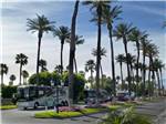 RVs parked at OUTDOOR RESORT PALM SPRINGS - thumbnail
