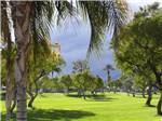 Huge palm tree on golf course with dark clouds in background at OUTDOOR RESORT PALM SPRINGS - thumbnail