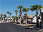 A row of palm trees next to the RV sites at SUNFLOWER RV RESORT - thumbnail