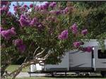 A tree with purple flowers in front of a travel trailer at CAJUN RV PARK - thumbnail