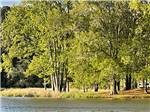 A view of the with tall trees at BEYONDER GETAWAY AT WHEELER LAKE - thumbnail