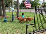 A couple of dogs in the fenced in pet area at JUDE TRAVEL PARK OF NEW ORLEANS - thumbnail