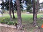 A group of trees next to a grassy area at JIM & MARY'S RV PARK - thumbnail