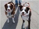 Two dogs going for a walk at RIO BEND RV & GOLF RESORT - thumbnail