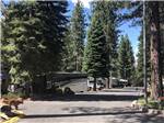 A dog checking out the RV spaces at COACHLAND RV RESORT / VILLAGE CAMP TRUCKEE - thumbnail
