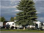 Trailers camping with large pine tree on cloudy day at INDIAN CREEK RV PARK & CAMPGROUND - thumbnail
