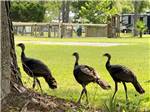 Some large birds walking along the grass at STAGECOACH RV PARK - thumbnail