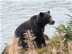 Bear standing at the bank of a river at HAINES HITCH-UP RV PARK - thumbnail