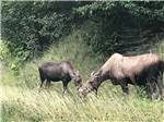 A moose and offspring graze in tall grass at HAINES HITCH-UP RV PARK - thumbnail
