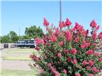 A magenta flowering bush at ROADRUNNER RV PARK - thumbnail