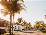 The paved road lined with palm trees at VENTURA BEACH RV RESORT - thumbnail