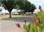 RVs parked under trees with colorful plants in foreground at ELK CREEK RV PARK - thumbnail