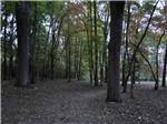 A forest next to the RV sites at LEISURE ACRES CAMPGROUND - thumbnail