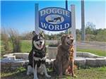 Two dogs sitting in front of the doggie world sign at THE GREAT OUTDOORS RV NATURE & GOLF RESORT - thumbnail