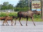 Adult moose with her two young calves at ALASKAN ANGLER RV RESORT & CABINS - thumbnail
