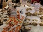 Crabs on ice for sale at the fish market nearby at LAKE PLEASANT RV PARK - thumbnail