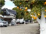 RVs parked among orange trees at ORANGE GROVE RV PARK - thumbnail
