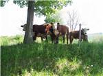 A group of cows in a field at DORSET RV PARK - thumbnail