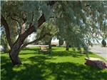 A bench under a lot of trees at METEOR CRATER RV PARK - thumbnail