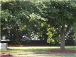 A grassy area with trees at BARNYARD RV PARK - thumbnail