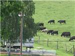 Cows grazing at FORT CHISWELL RV PARK - thumbnail
