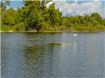 White bird flying low over the lake at LAKE PAN RV VILLAGE - thumbnail