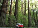 A VW bus driving alongside of redwood trees at RIVERWALK RV PARK & CAMPGROUND - thumbnail