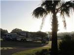 RVs and palm tree with sun shining at OCALA SUN RV RESORT - thumbnail