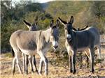 Three donkeys in the mountains nearby at BLACK ROCK RV VILLAGE - thumbnail