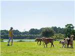 Woman strolls on lawn with four dogs at THE CAMPGROUND AT JAMES ISLAND COUNTY PARK - thumbnail