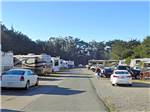 RVs and trailers at campground at BODEGA BAY RV PARK - thumbnail