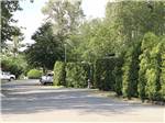 A tall hedge row along the road at COTTONWOOD MEADOWS RV COUNTRY CLUB - thumbnail