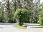 A bush in the middle of a roadway at COTTONWOOD MEADOWS RV COUNTRY CLUB - thumbnail