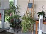 Houseplants in the lobby at COTTONWOOD MEADOWS RV COUNTRY CLUB - thumbnail